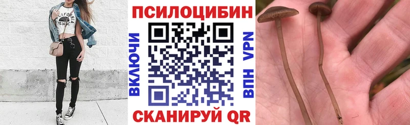 МЕГА онион  дарнет шоп  Вихоревка  Псилоцибиновые грибы Cubensis 